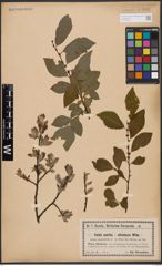 Salix aurita L. x Salix silesiaca Willd.